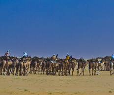 chad-2617-chad-2620 vvv Camel Caravan in the Bhar el Ghazal