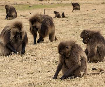 AJR-3464 Gelada Baboons