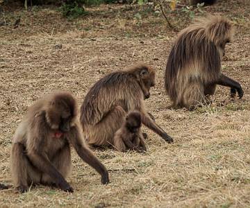 AJR-3525 Gelada Baboons