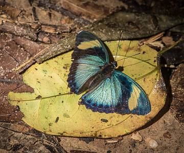 AJR-1573 Butterfly