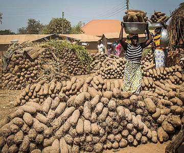 AJR-1622 Yam market