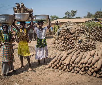 AJR-1627 Yam market