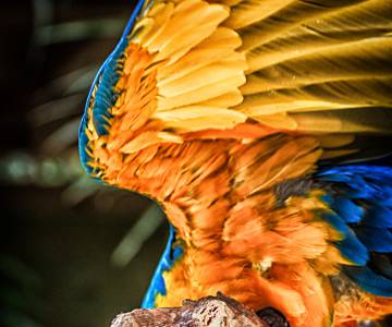 MAD--4 Macaw