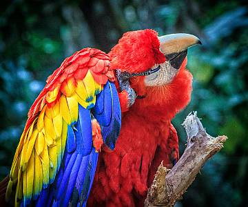 MAD--5 Macaw