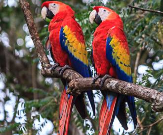 MAD-0935 Macaws