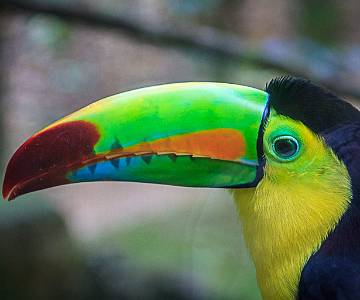 MAD-1166 Toucan