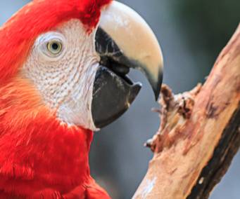 MAD-1187 Macaws