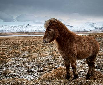 AJR-3551 Icelandic Pony