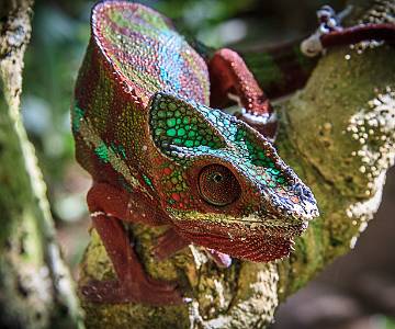 BRU-5738 Panther Chameleon