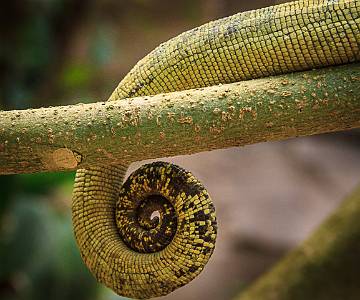 BRU-5746 Chameleon Tail