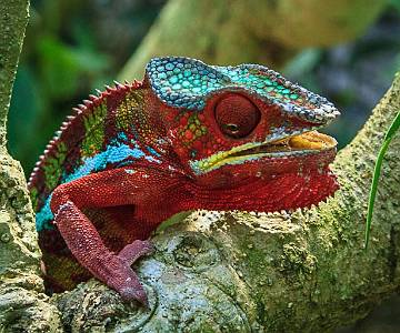 BRU-5750 Panther Chameleon