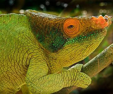 BRU-5775 Panther Chameleon