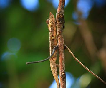 BRU-5824 Leaf-Nosed Chameleon