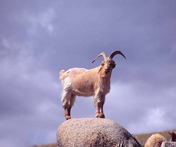 goat on rock Goat