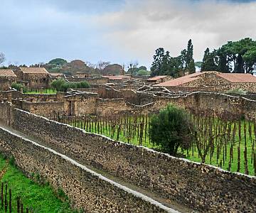 AJR-9240 View of Vineyards