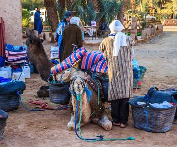 AJR-8304 Loading Camels at Start of Trek