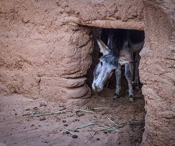 AJR-8323 Donkey