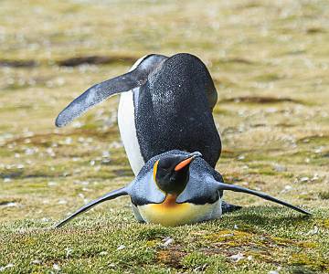 AJR-1100 King Penguins