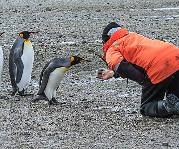 AJR-1425 King Penguins