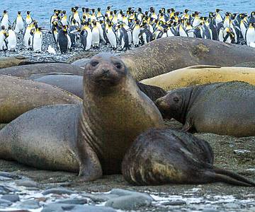 AJR-1673 Elephant Seal Weaners