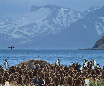 AJR-2007 King Penguins