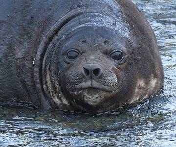 AJR-2014 Elephant Seal Weaner