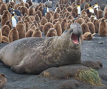 AJR-2028 Elephant Seal