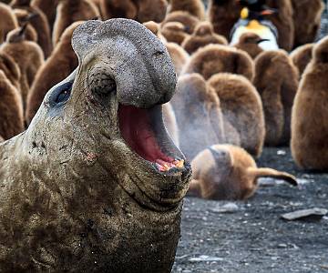 AJR-2036 Roaring Elephant Seal