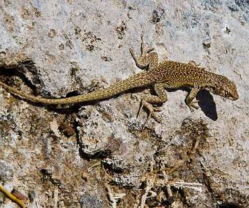 _MG_9346 Lizard, Salar de Atacama