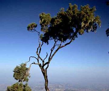 005_nc Lone Tree, Simien Mountains Escarpment