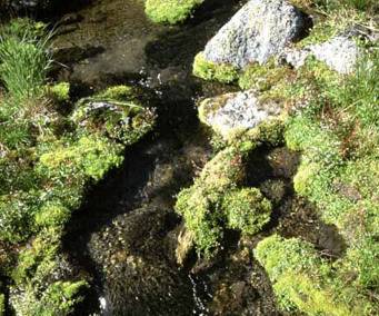 kam02_017 Mossy Stream