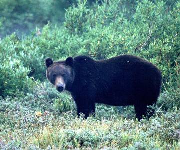 kam06_017 Kamchatka brown bear