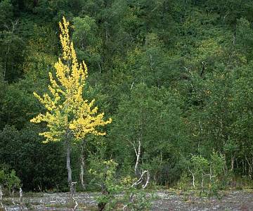 kam10_037 Yellow tree