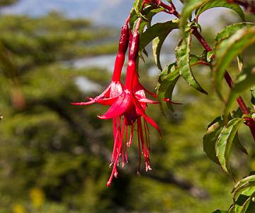 _MG_9950 Fuchsia