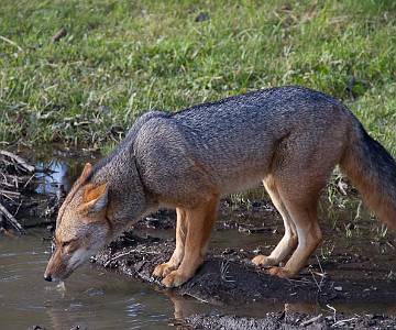 _MG_9976 Fox
