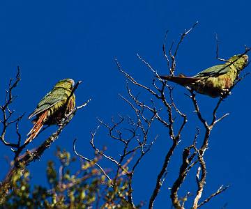 _MG_9989 Austral Parakeets