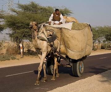 RAJ-0168 Camel Cart, Rajasthan, India
