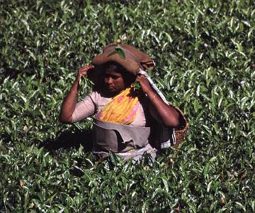F575 Tea Picker