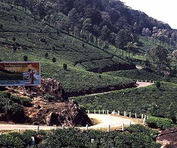 F649 Tea Plantations
