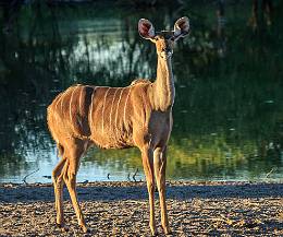 Botswana Safari in the Green Season