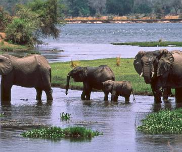 zambezi-