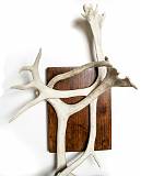 Gewgaws, Trinkets and Other Things    Reindeer Antlers, Svalbard    MUS-.jpg  &copy 1990-2015 AJ Rye : gewgaw, souvenir