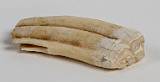 Gewgaws, Trinkets and Other Things    Camel Tooth, Chad    MUS-2024.jpg  &copy 1990-2015 AJ Rye : gewgaw