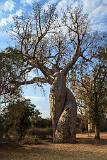 Wood, for Many Uses    Baobabs amoureux; Morondava, Madagascar    MUS-7524.jpg  &copy 1990-2015 AJ Rye : wood